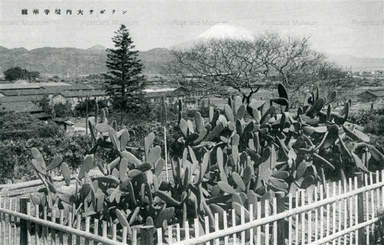 uc234-Ryugeji Fuji 龍華寺境内大サボテン