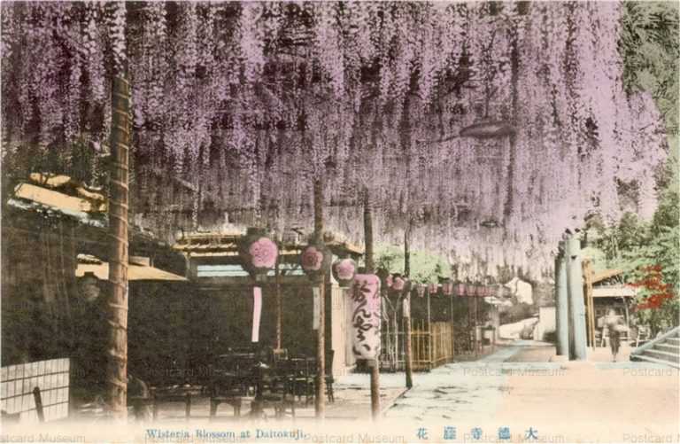 ko500-Wisteria Blossom at Daitokuji 大徳寺藤花