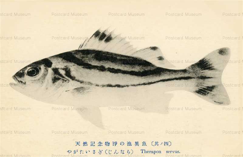 絵葉書 しながわ水族館 魚津水族館 10 枚セット 絵はがき ポスト