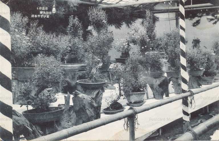 cq380-栽作り 常盤大宝 えびすや本店 茨城下妻