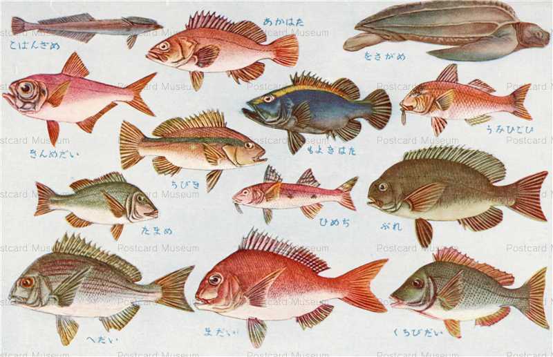 Cgs238 日本重要水産動物 魚類第二集 ぶれ たまめ 絵葉書資料館