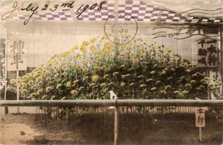 cq001-菊 種半１９０８