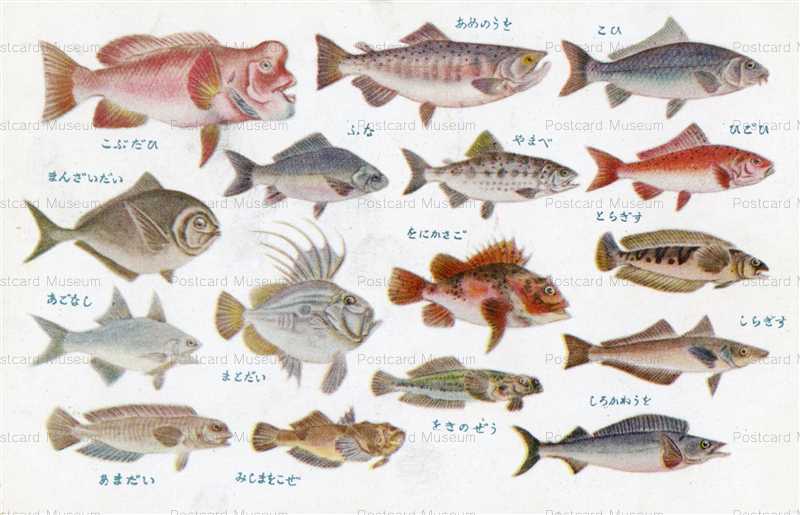 Cgs261 魚類 あめのうを まとだい あごなし 絵葉書資料館 Cgs261 魚類 あめのうを まとだい あごなし 絵葉書資料館