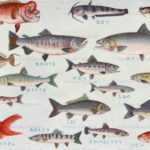 魚貝　本 淡水魚】【通販】激レアNo1 吉丁雷龍(Jewel)【個体販売】(±15cm