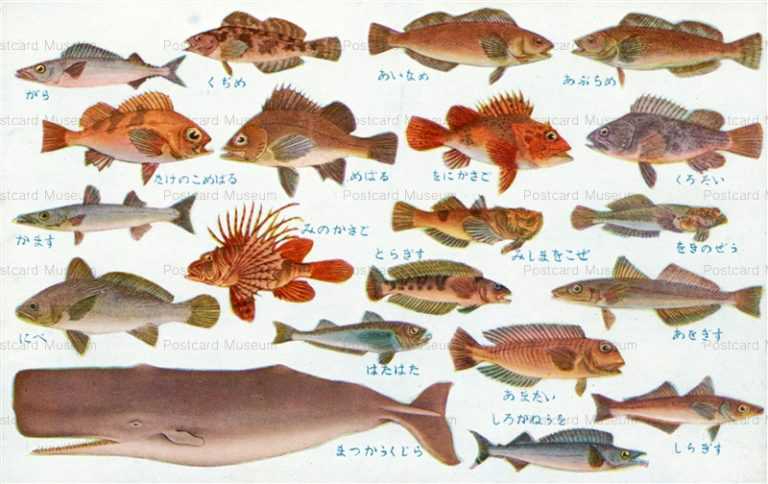 cgs251-日本重要水産動物 魚類第一集 がら にべ はたはた