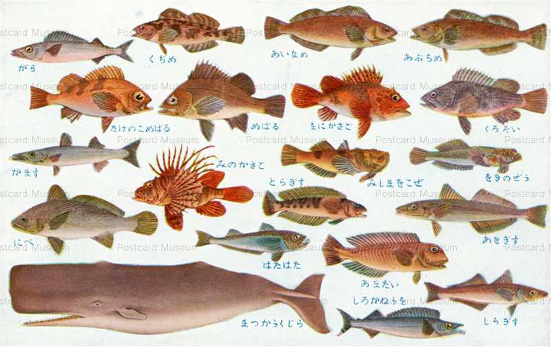 【25％OFF】 cgs251-日本重要水産動物 魚類第一集 がら にべ はたはた 絵葉書
