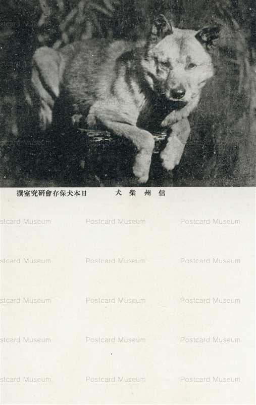 cga140-信州柴犬