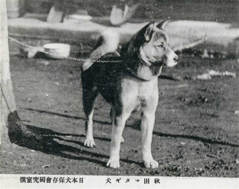 cga080-秋田マタギ犬