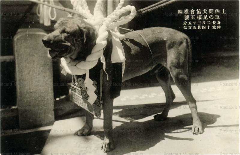cga002-土佐闘犬協会横綱 玉の尾樓玉號 | 絵葉書資料館