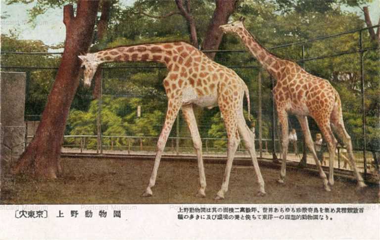 cg340-上野動物園 キリン大東京