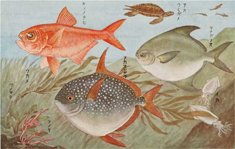 cgs201-日本重要水産動物 ｷﾝﾒﾀﾞｲ　ｱｶﾏﾝﾎﾞｳ　ｱｵｳﾐｶﾞﾒ　ﾏﾅｶﾞﾂｵ　ｲｶ　ﾜｶﾒ　ﾂﾉﾏﾀ　ﾌﾉﾘ