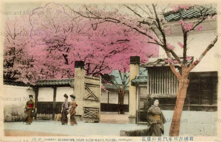 cm1232-Cherry blossoms near Kitsugawa house,Iwakuni 吉5 岩国吉川家門前の桜花