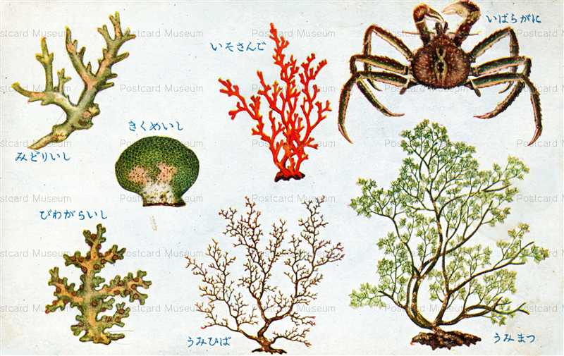 ◆超レア物 美品◆INDIANの絵葉書★★★175セットと特別絵葉書1種類 ◆ Classic Cat 絵葉書 《恵みの秋 Wood Winds》 100244 音楽雑貨