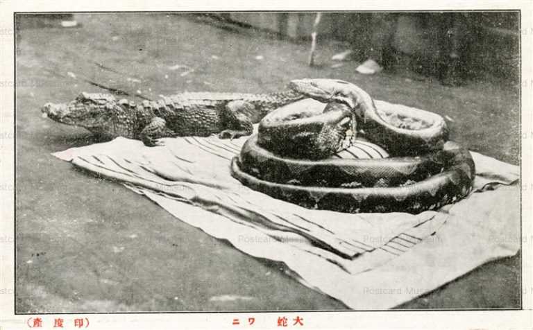 cg370-有竹巡回動物園 大蛇 ワニ 印度産