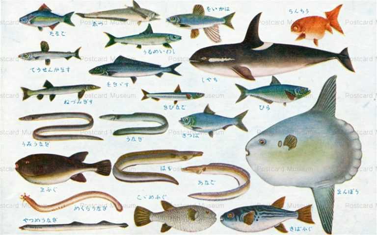 cgs253-日本重要水産動物 魚類第一集 をいかは ひら まんぼう