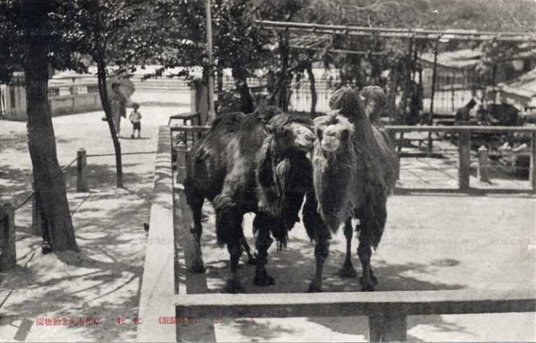 cg430-京都市記念動物園 Camel Kyoto City Zoo 駱駝 らくだ 牡牝