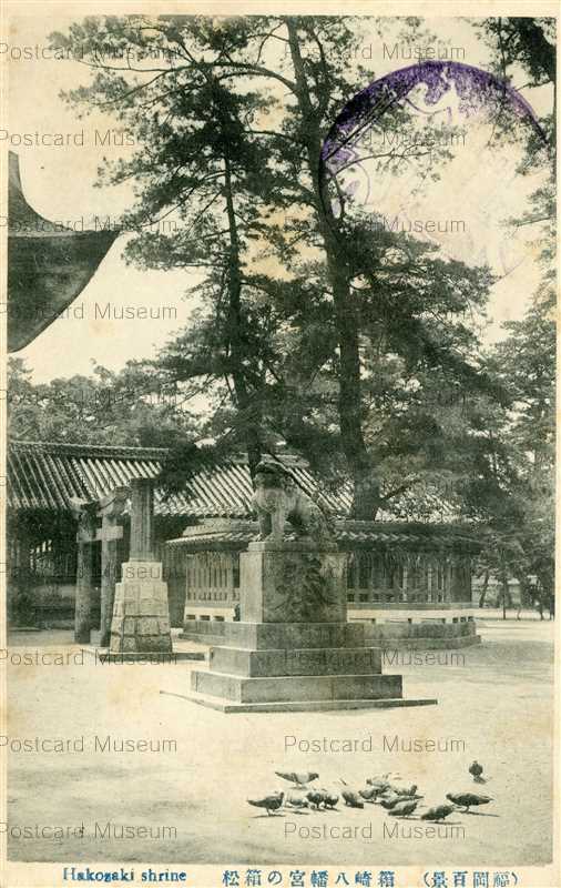 fuw656-Hakozaki Shrine 箱崎八幡宮の箱松 福岡百景