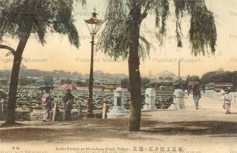 ta560-Lotus Flower at Shinobazu Pond,Tokyo T39 東京上野不忍ノ蓮花