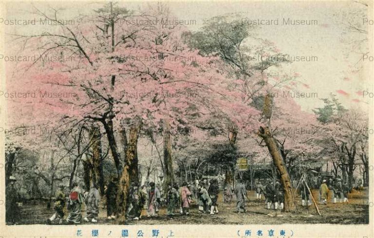 ta573-Ueno Park Tokyo 上野公園ノ桜花 東京名所