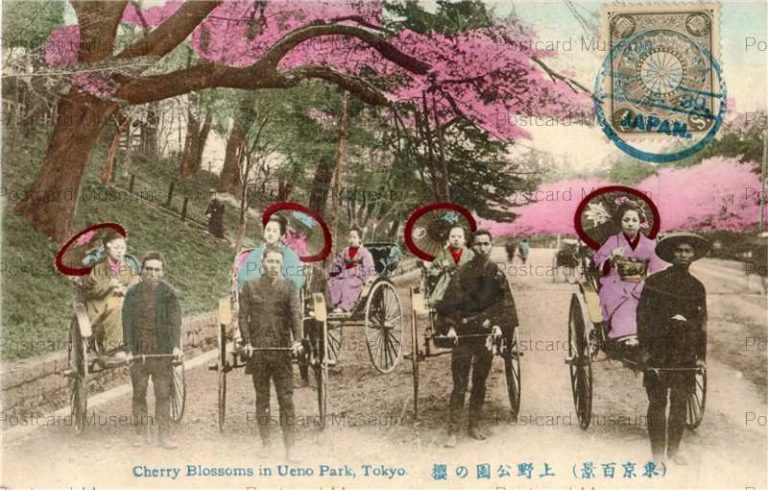 ta590-Cherry Blossom in Uyeno Park Tokyo 上野公園の桜 東京百景