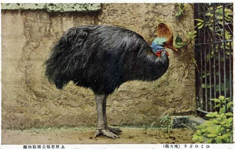tac660-Ueno Park 上野恩賜公園動物園 ひくいどり