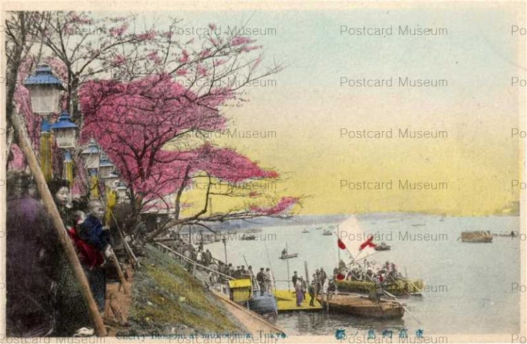 tf006-Cherry Blossom at Mukojima Tokyo 東京向島ノ桜