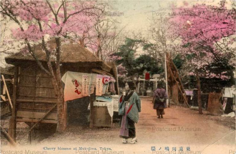 tf009-Cherry Blossom at Mukojima Tokyo 東京向島ノ桜