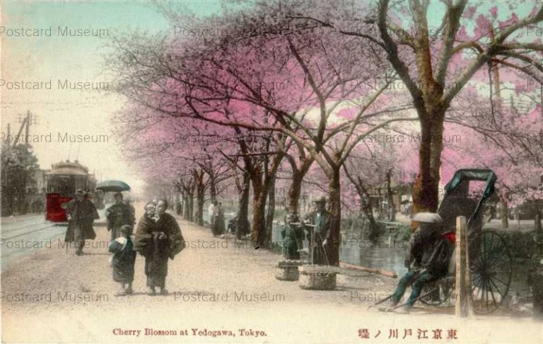tf112-Cherry Blossom Yedogawa Tokyo 東京江戸川ノ堤