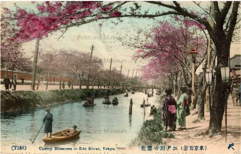 tf118-Cherry Blossoms Edo-river Tokyo T158 江戸川ノ桜花 東京百景