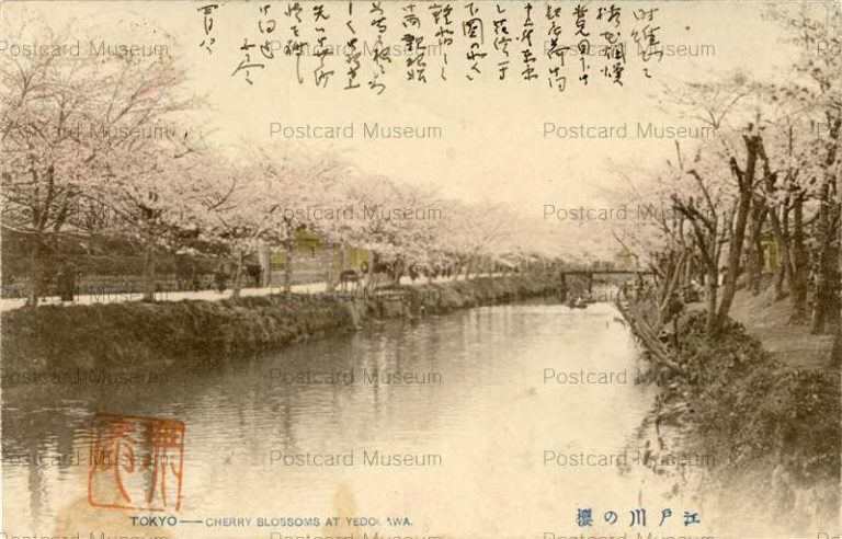 tf120-Cherry Blossoms Edogawa 江戸川の桜