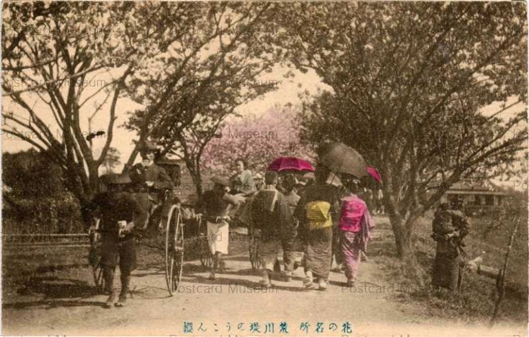 tf128-Arakawa Ukon-sakuraTokyo 花の名所 荒川堤のうこん桜