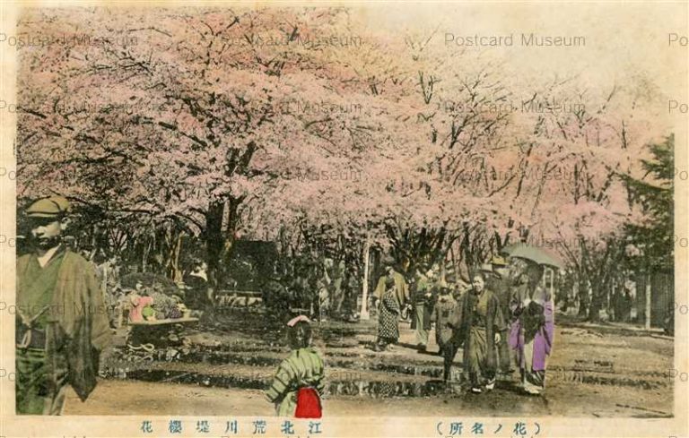 tf135-Cherry of Arakawa 北荒川堤桜花