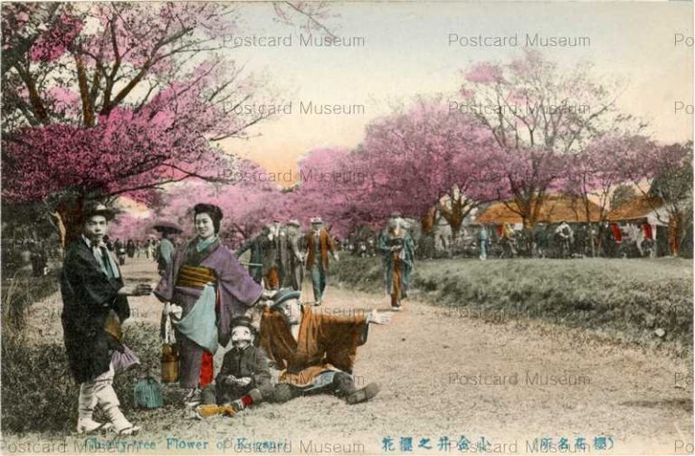 tf180-Cherry Tree Flower of Koganei 小金井之桜花 櫻花名所