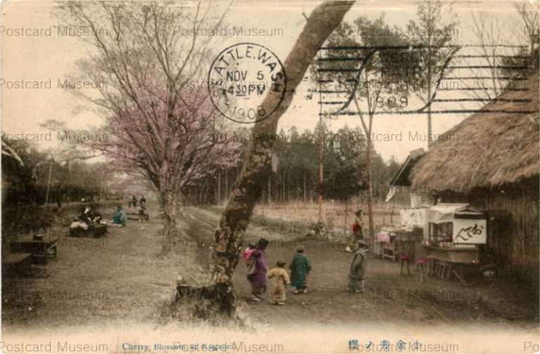 tf185-Cherry Blossom Koganei 小金井ノ櫻