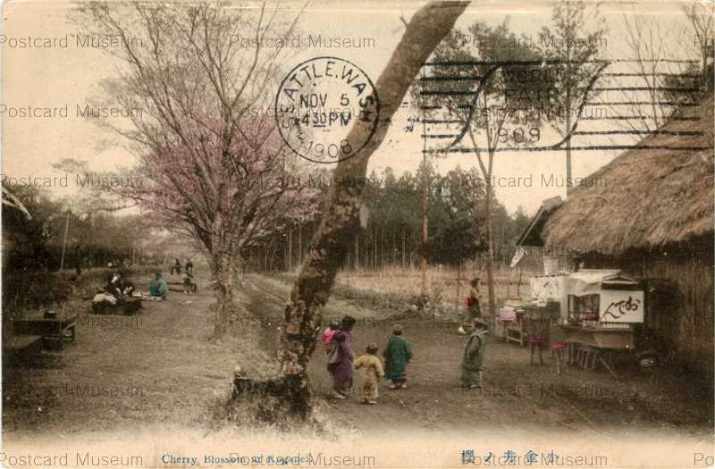 tf185-Cherry Blossom Koganei 小金井ノ櫻 | 絵葉書資料館