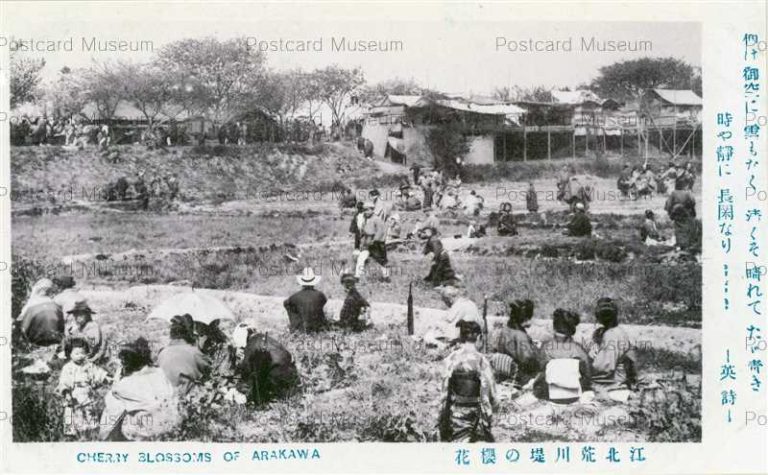 tfb110-Cherry blossoms Arakawa 江北荒川堤の櫻花