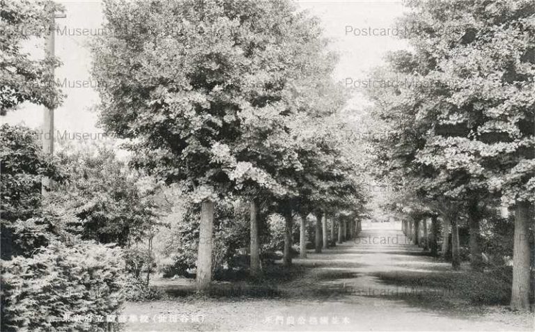 tfb442-Tokyo Horticultural School 東京府立園芸学校 世田谷 正門前公孫樹並木