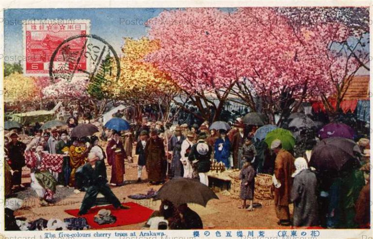 tfc110-The Five Colours Cherry Trees Arakawa 荒川堤五色の櫻 花の東京