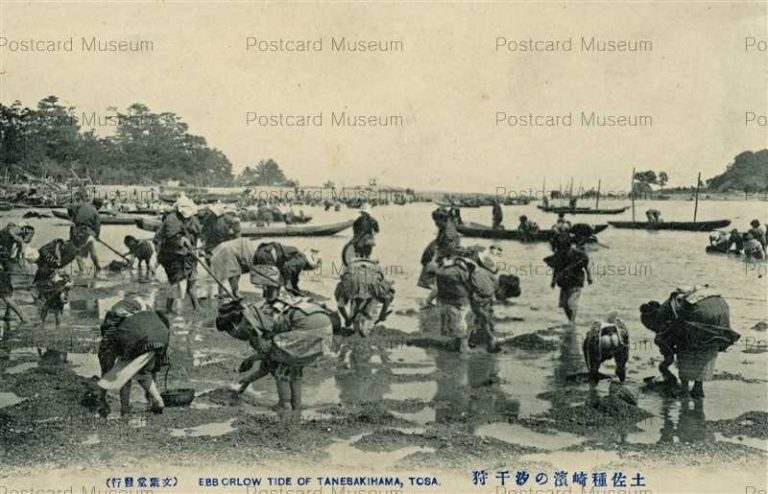 xc385-Tosa Shell Gathering 土佐種崎濱の潮干狩り