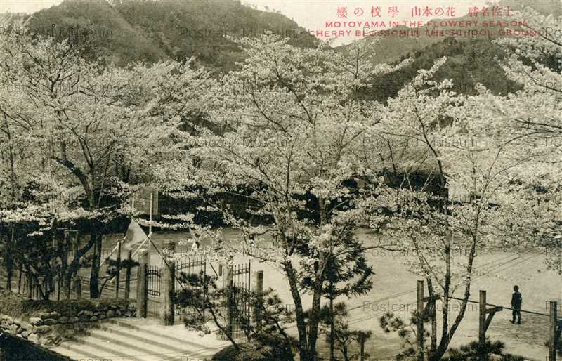 Xc625 Motoyama Flower Season Tosa 学校の櫻 花の本山 土佐名勝 絵葉書資料館