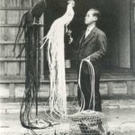 xc940-Nagaodori-Japanese-Long-