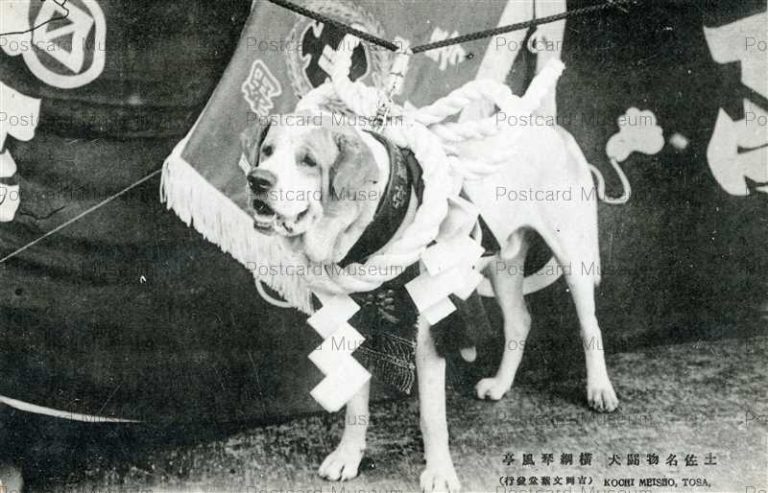 xc955-Tosatouken Kochi 土佐名物闘犬