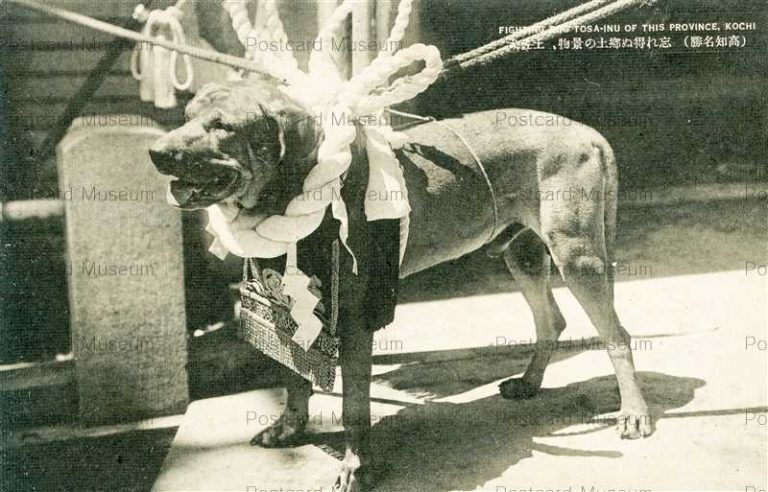 xc960-Tosatouken Fighting Dog Kochi 忘れ得ぬ郷土の景物、土佐犬 高知名勝