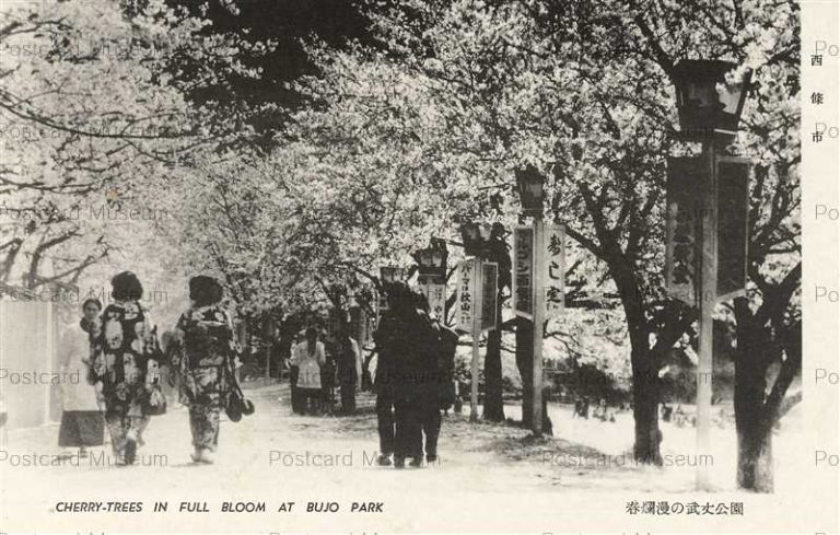 xe1133-Cherry Tree Bujo Park 武丈公園 西條市