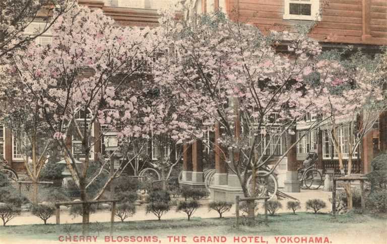 yk500k-Cherry Blossoms Grand Hotel Yokohama 横浜グランドホテル 桜