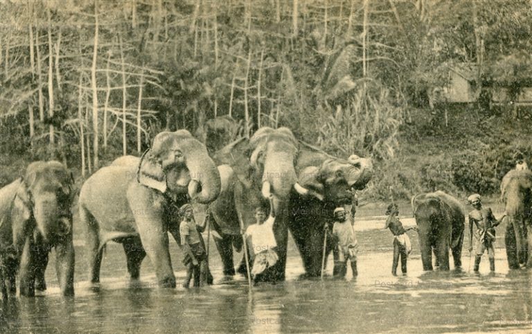 ind1022-Temple Elephants at Katugastota Colombo