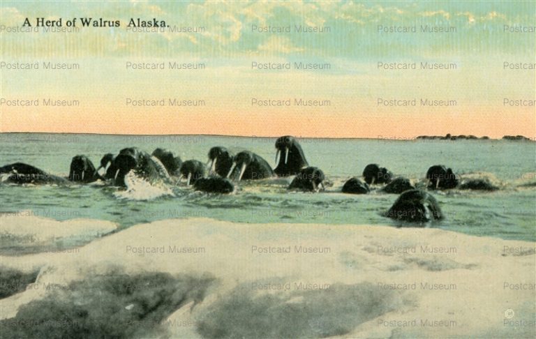 usa1220-A Herd Walrus Alaska