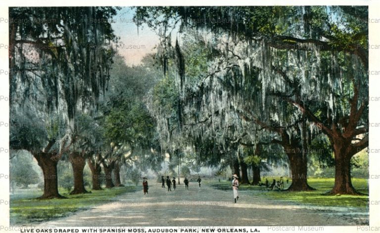 usa830-Live Oaka Draped with Spanish Moss New Orleans La.